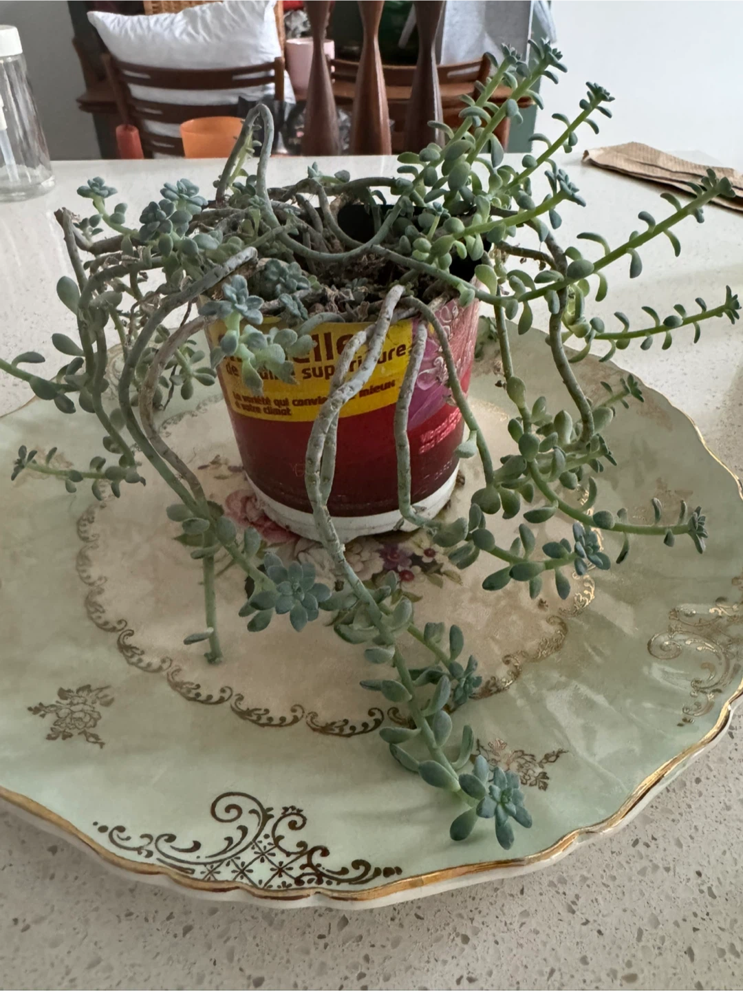 Succulent plant - photo 2