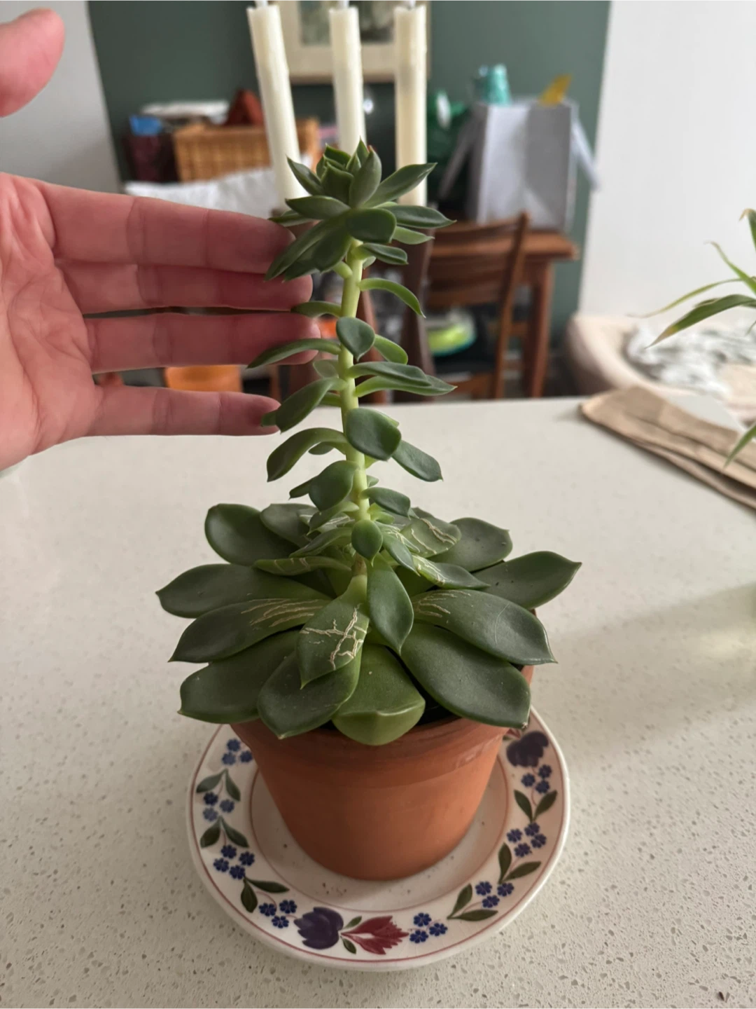 Succulent Plant