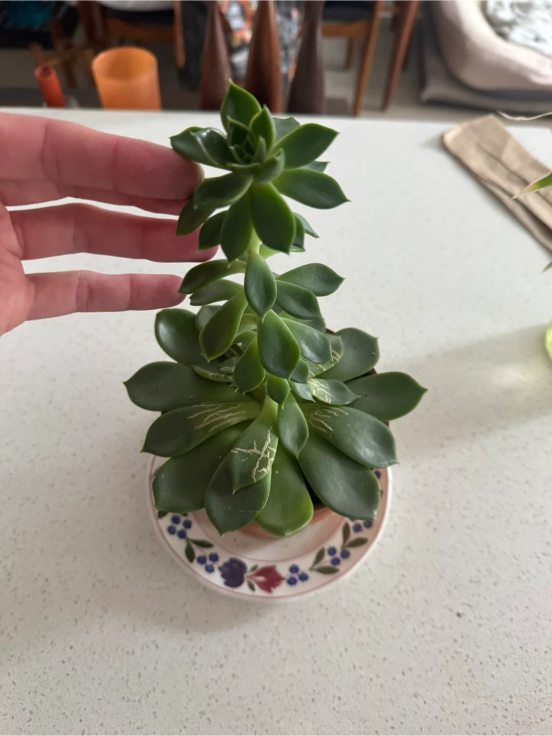 Succulent Plant - photo 2