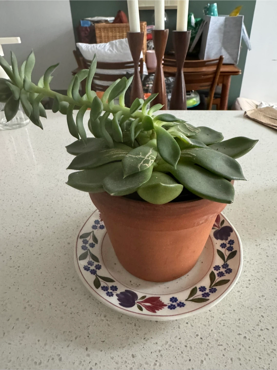 Succulent Plant - photo 3