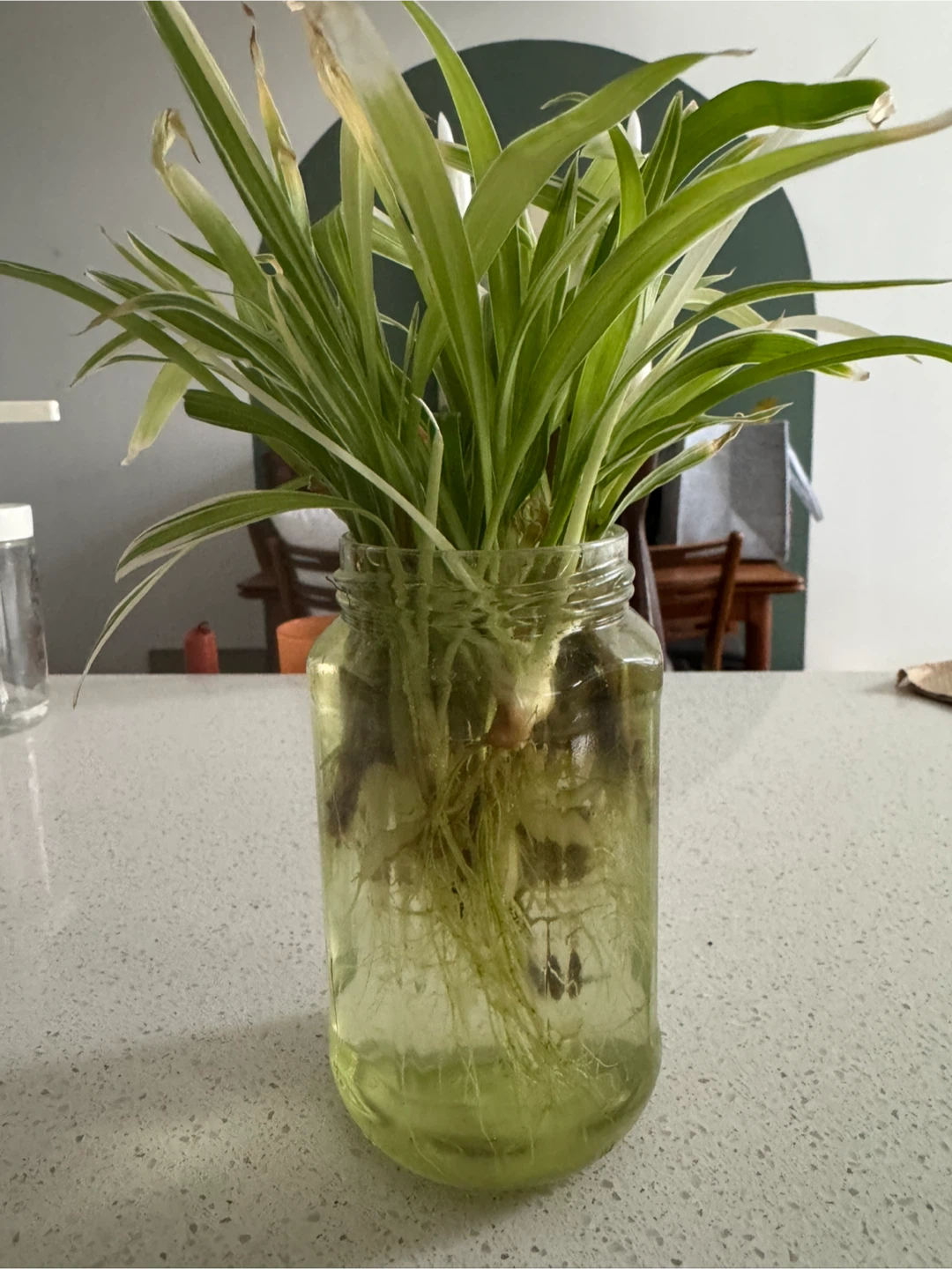 Spider Plant Propagations - photo 2