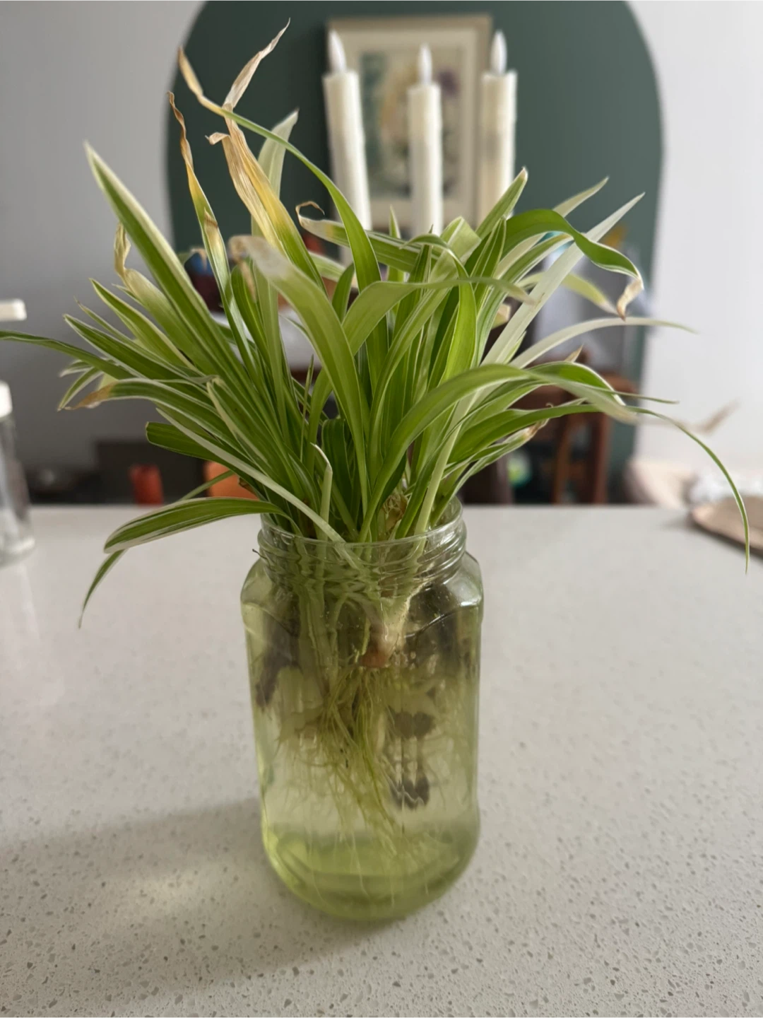 Spider Plant Propagations