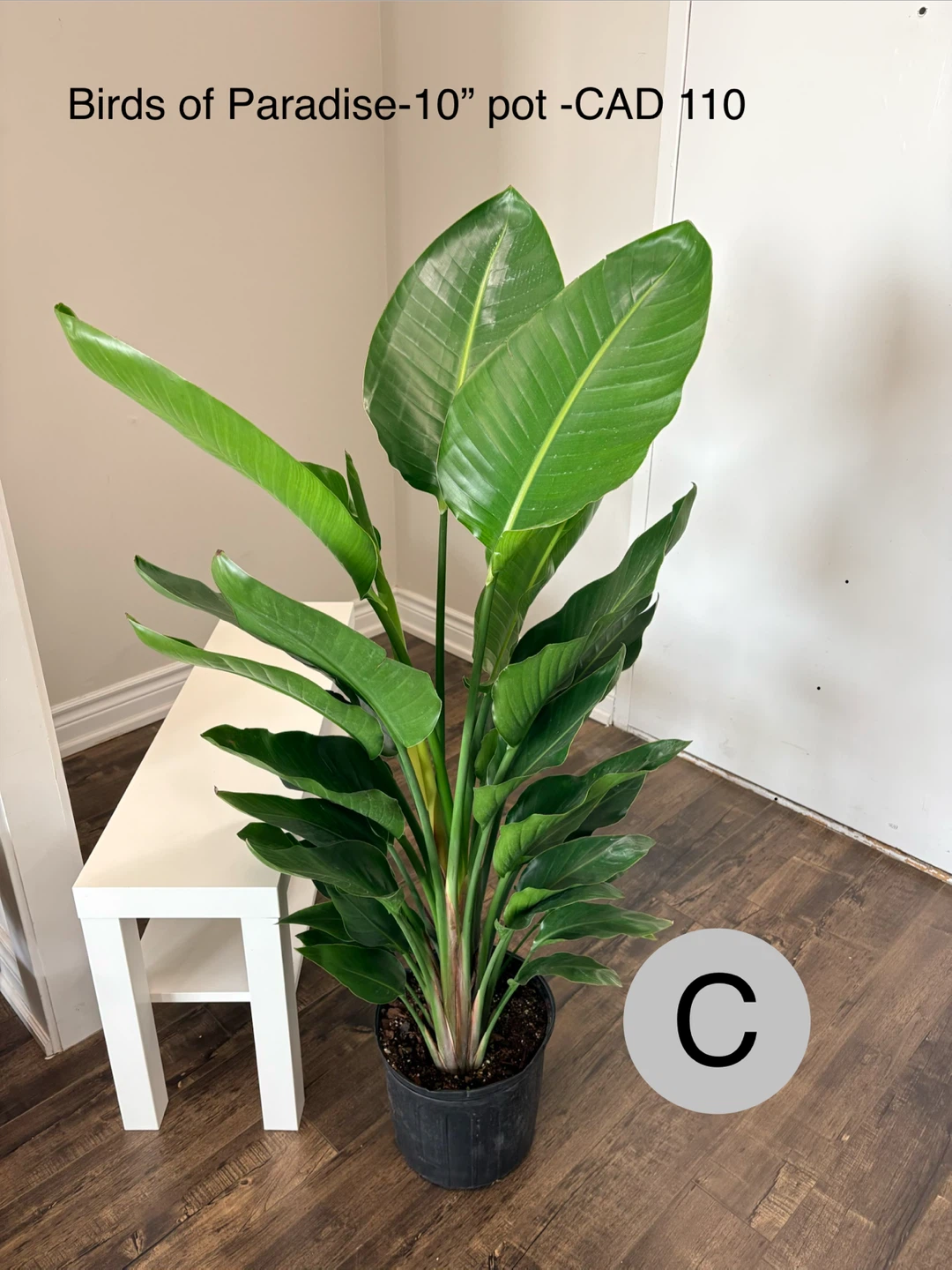 Birds of Paradise Plant in 10" Pot - photo 3
