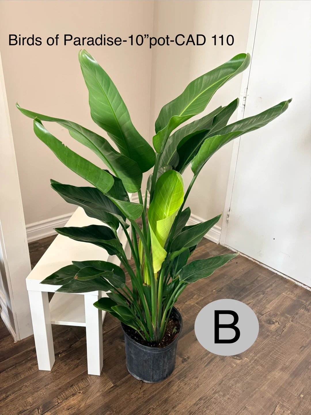 Birds of Paradise Plant in 10" Pot - photo 2