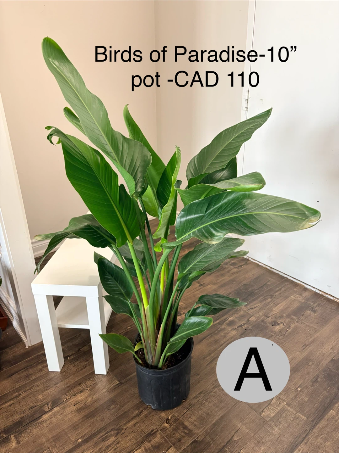 Birds of Paradise Plant in 10" Pot