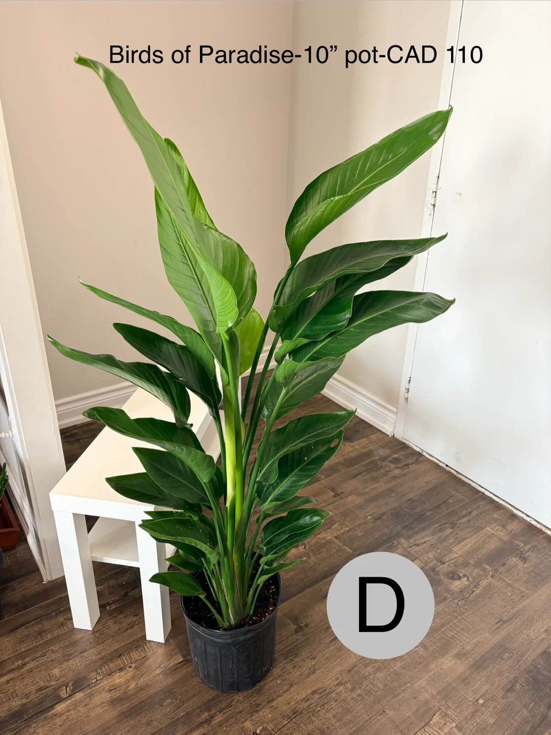 Birds of Paradise Plant in 10" Pot - photo 4
