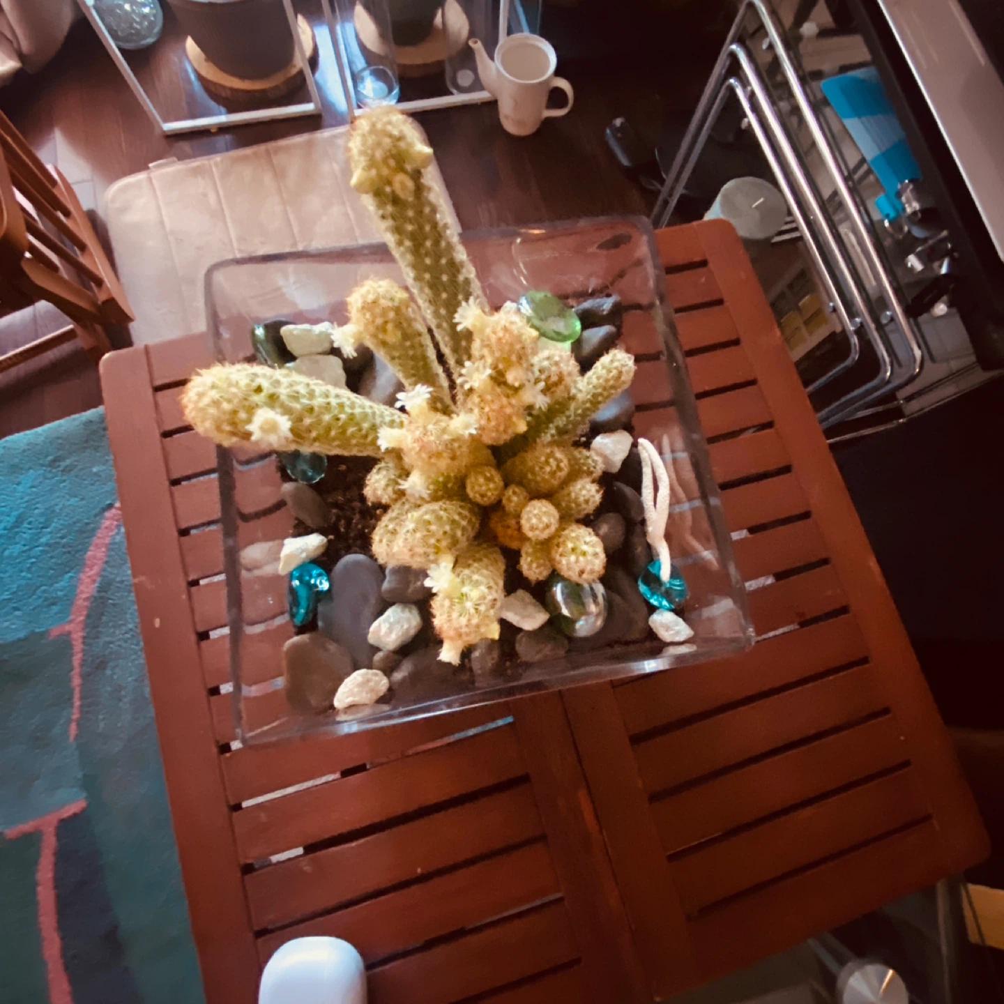 Cactus plant in a glass planter - photo 2