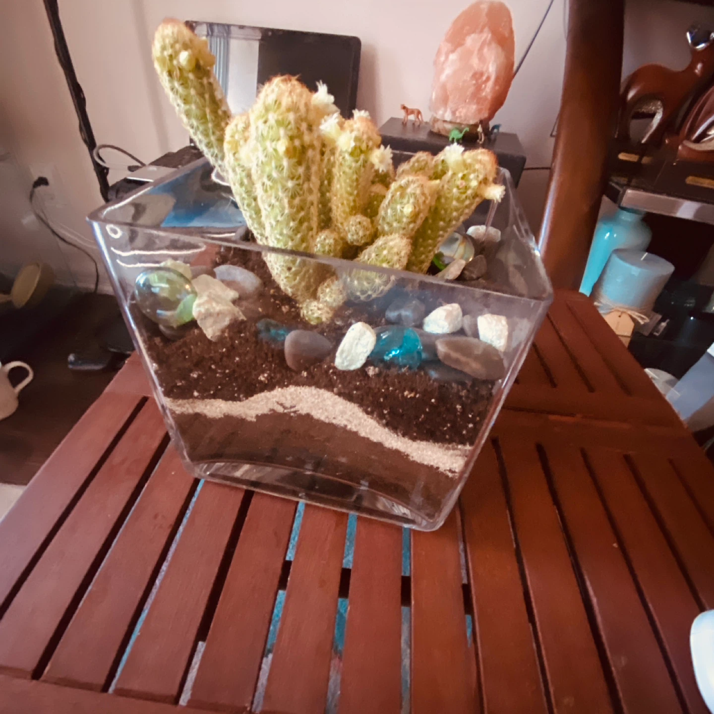 Cactus plant in a glass planter - photo 3
