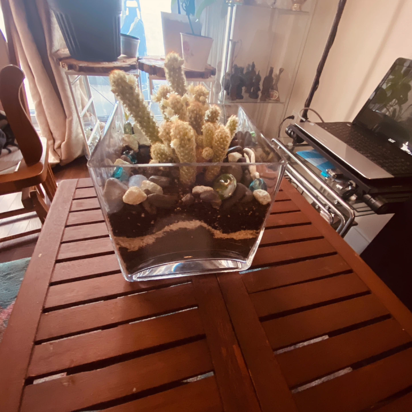 Cactus plant in a glass planter