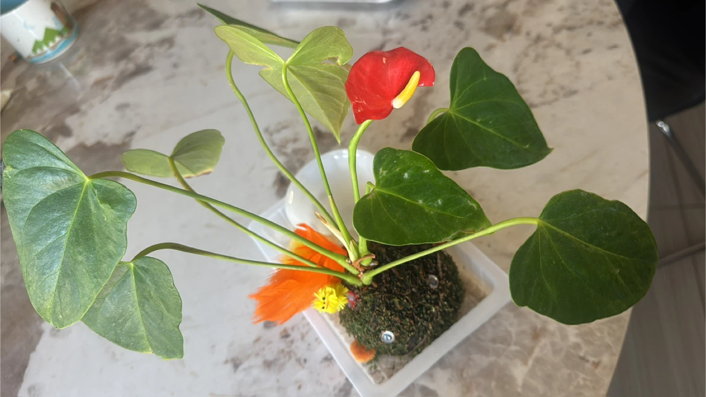 Red Anthurium Plant