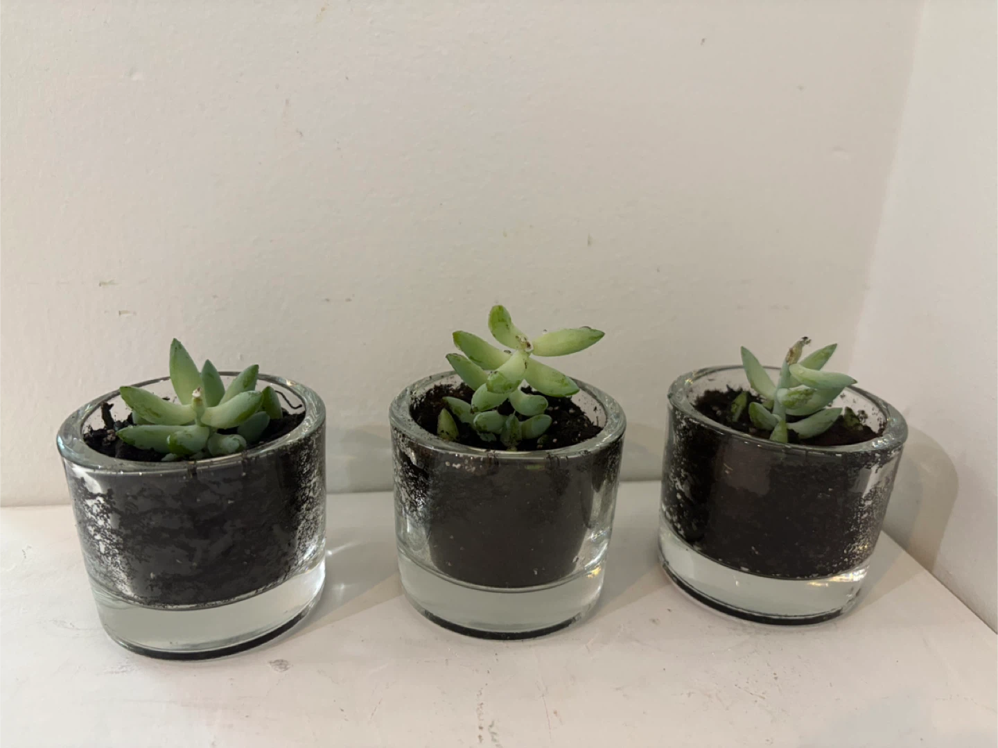 💖Set of 2Succulent Plants in Glass Pots - photo 3