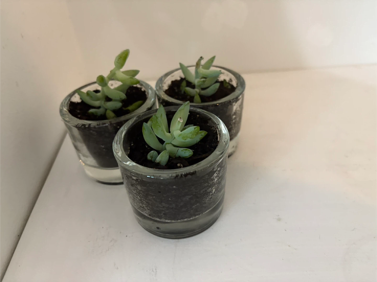💖Set of 2Succulent Plants in Glass Pots