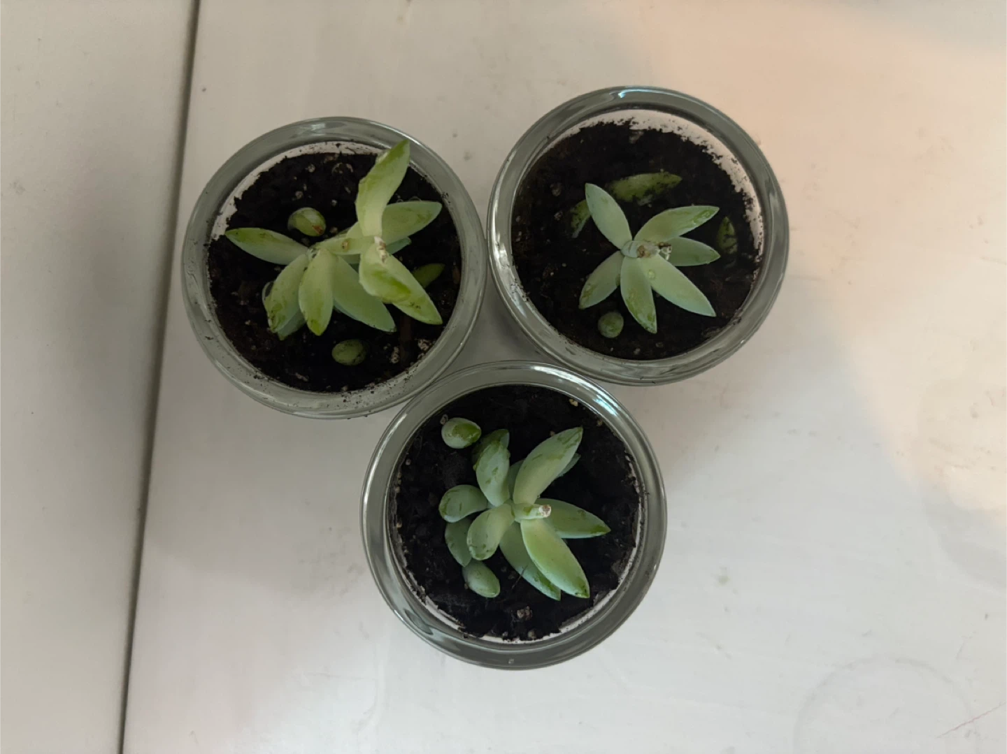 💖Set of 2Succulent Plants in Glass Pots - photo 2