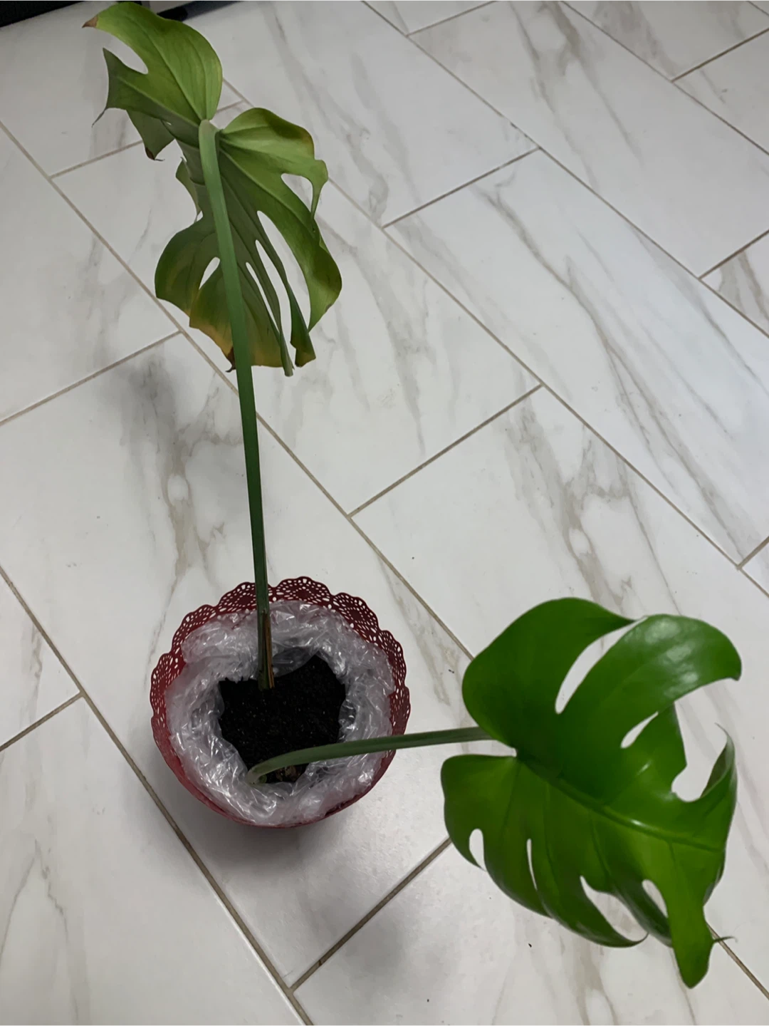 Monstera Plant, pick up Islington/ Evans