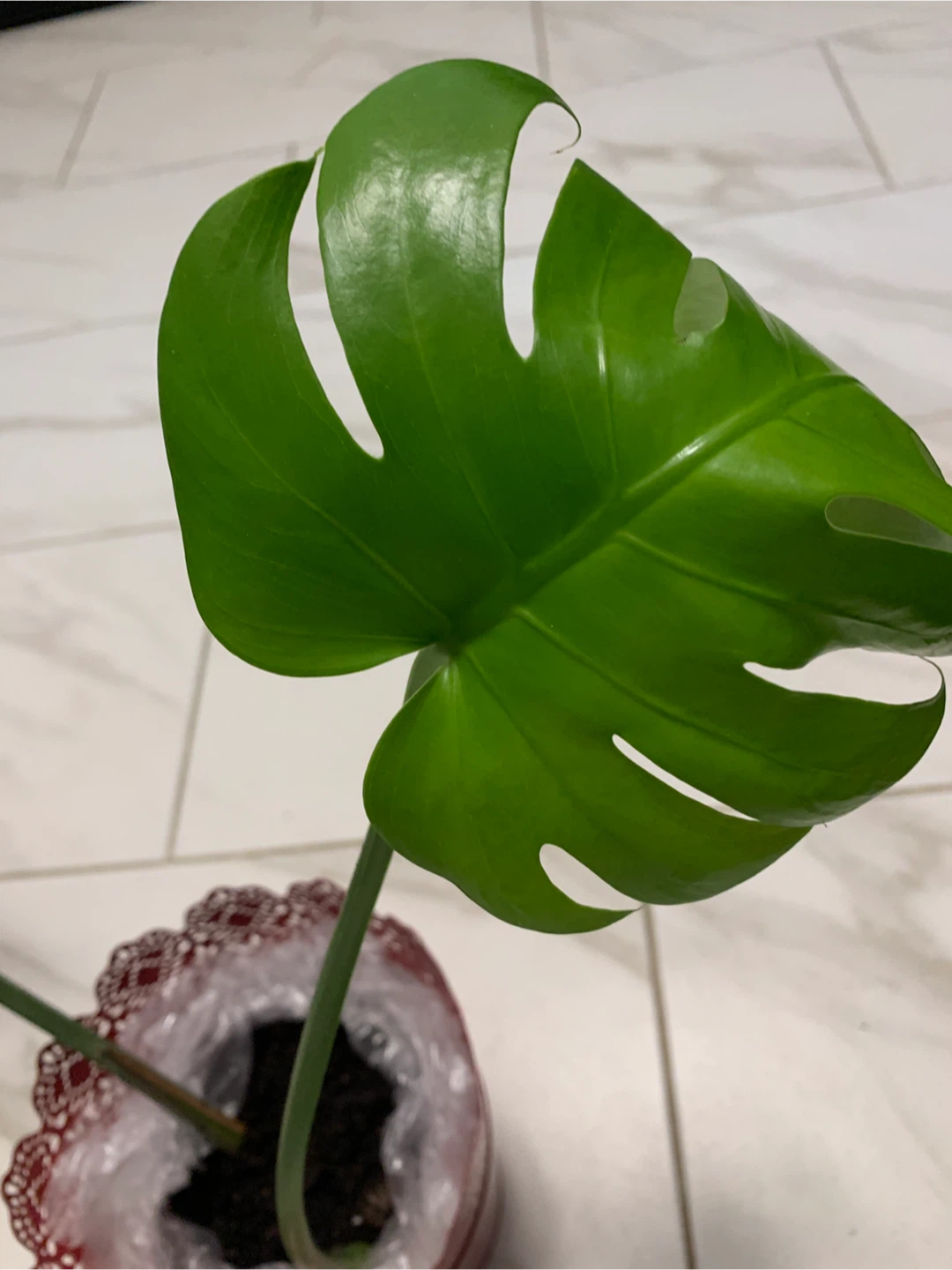 Monstera Plant, pick up Islington/ Evans - photo 2