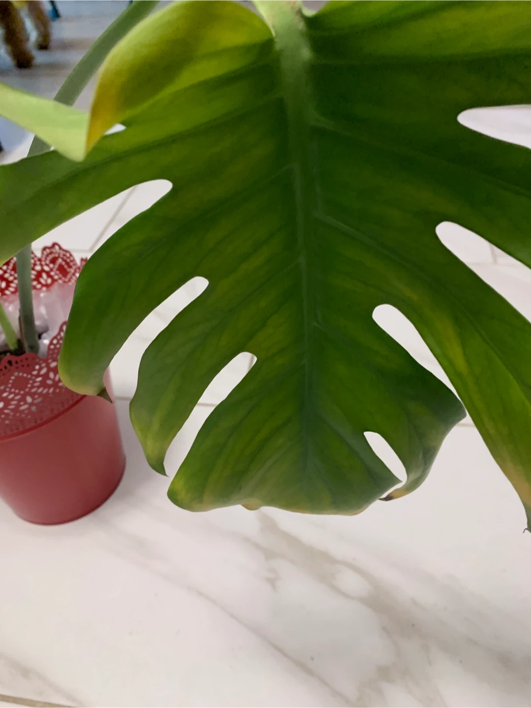 Monstera Plant, pick up Islington/ Evans - photo 3