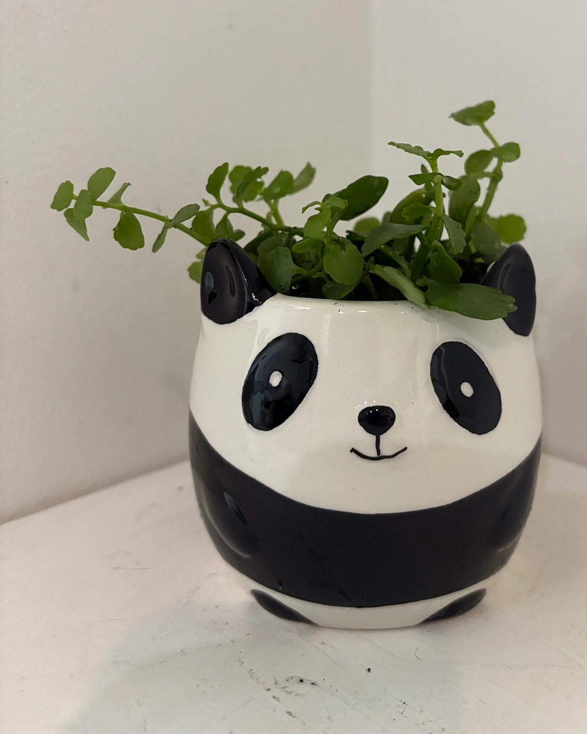 Who wants this cute panda with fluffy curly hair? 🐼