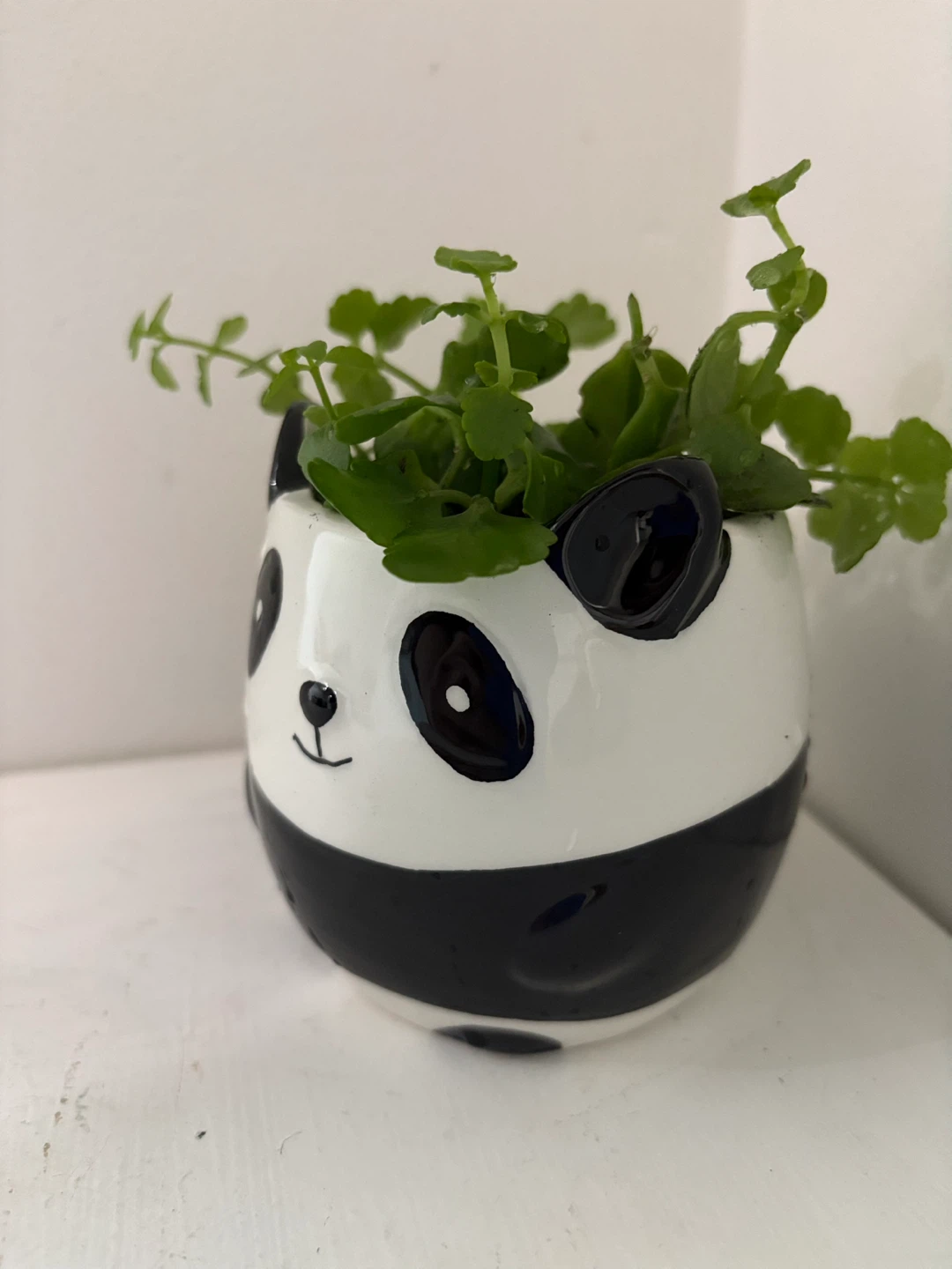 Who wants this cute panda with fluffy curly hair? 🐼 - photo 3