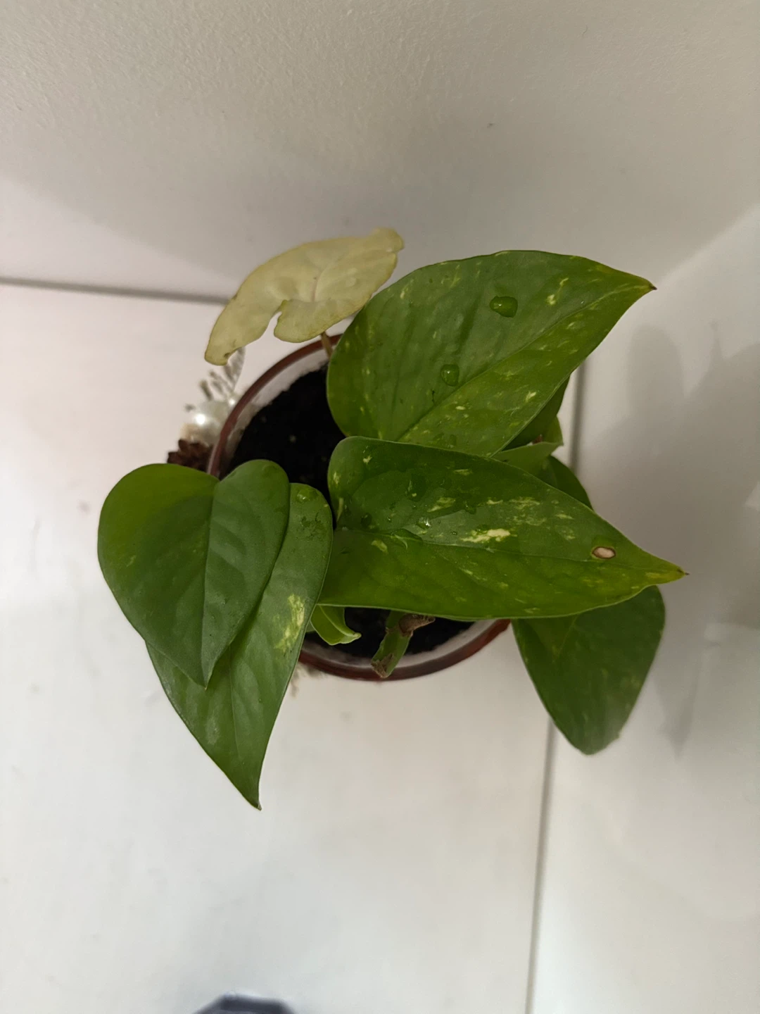🤩Pothos Plant in Decorative Glass Vase - photo 3
