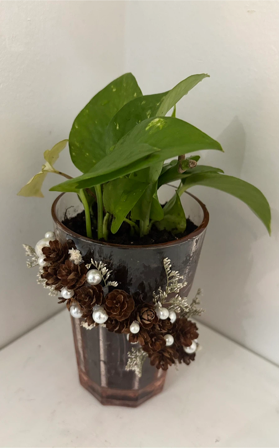 🤩Pothos Plant in Decorative Glass Vase - photo 2