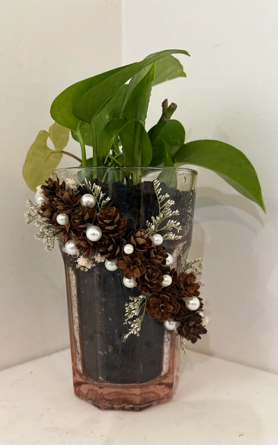 🤩Pothos Plant in Decorative Glass Vase
