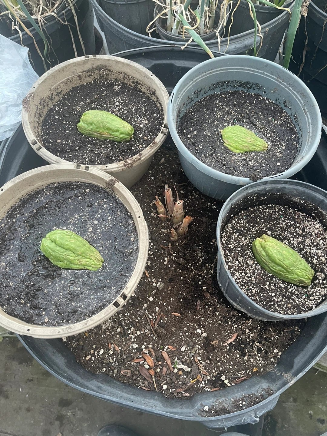 Chayote Squash (Sechium edule) - Ideal for Planting