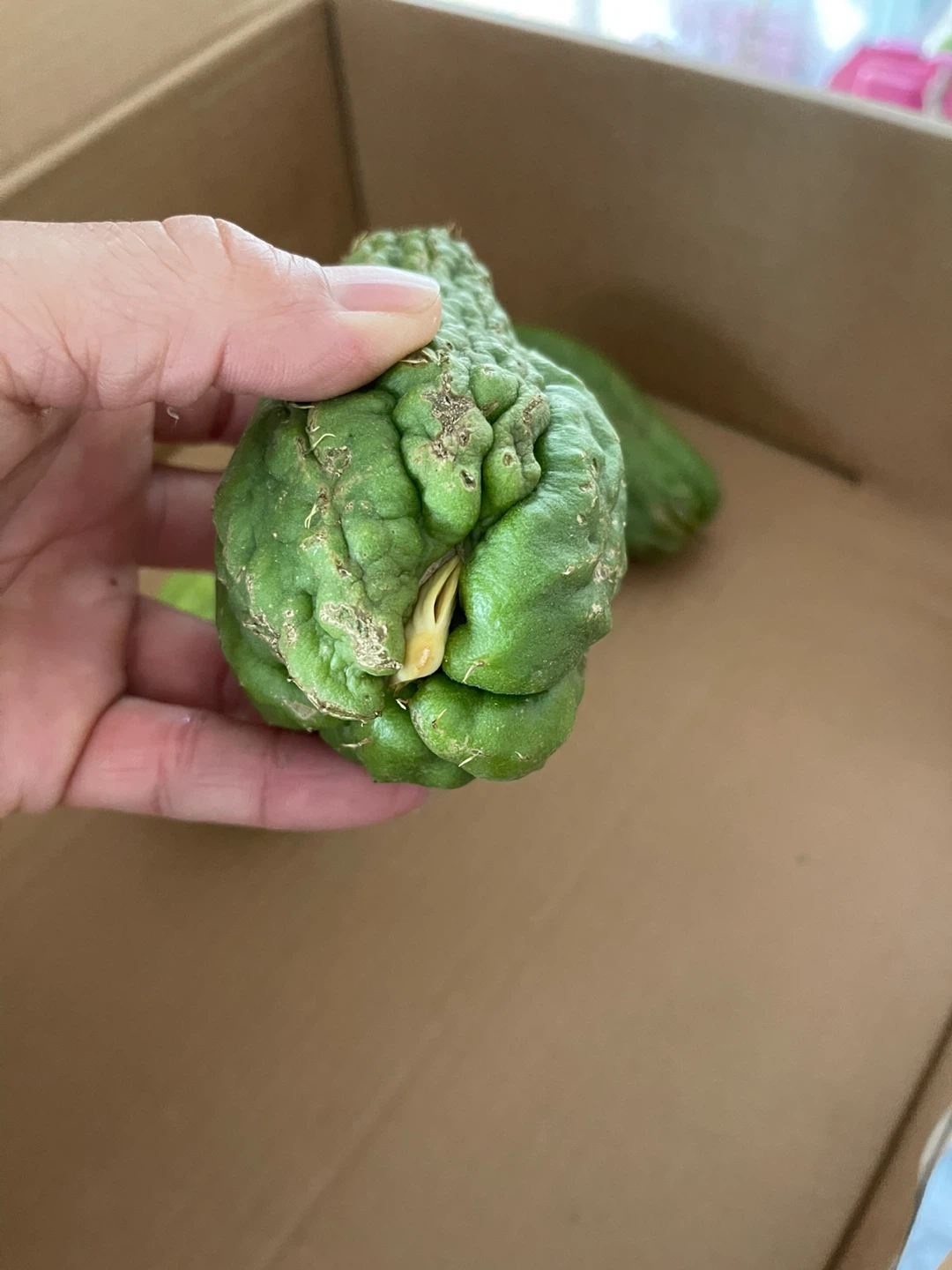 Chayote Squash (Sechium edule) - Ideal for Planting - photo 3