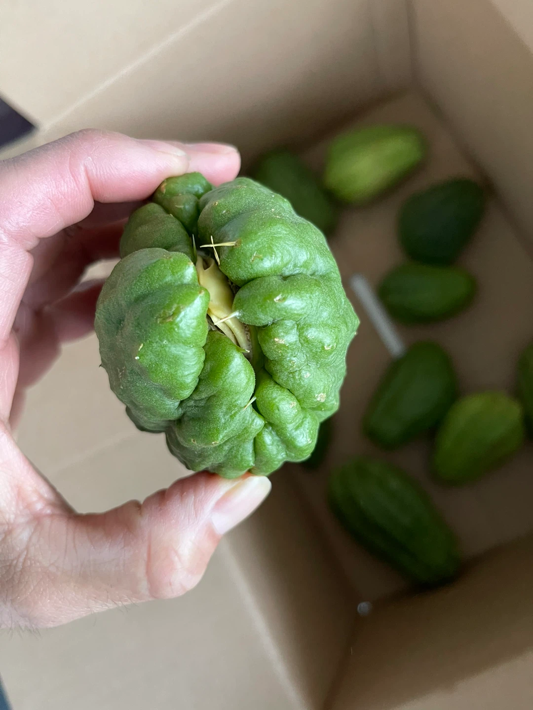 Chayote Squash (Sechium edule) - Ideal for Planting - photo 2