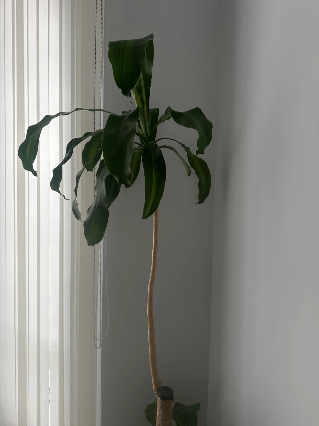 Dracaena Fragrans Corn Plant - photo 3