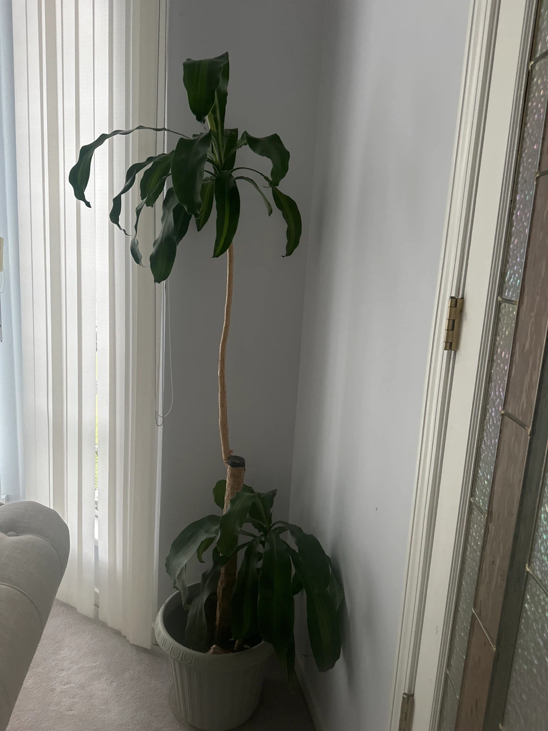 Dracaena Fragrans Corn Plant