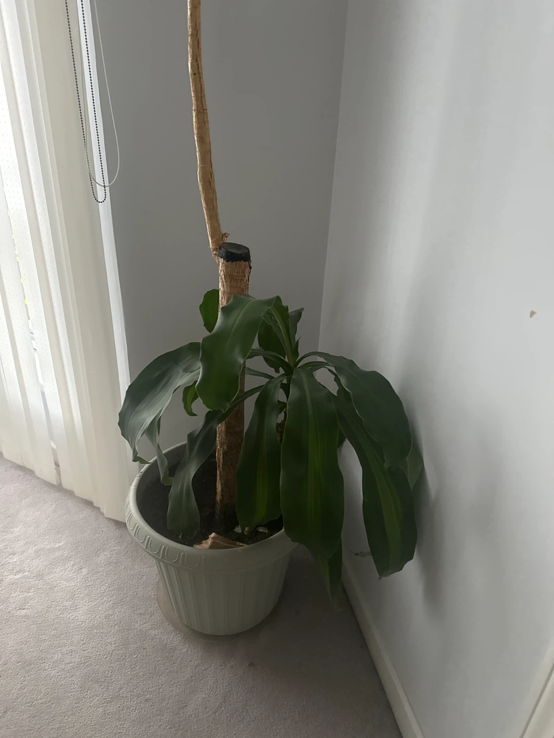 Dracaena Fragrans Corn Plant - photo 2