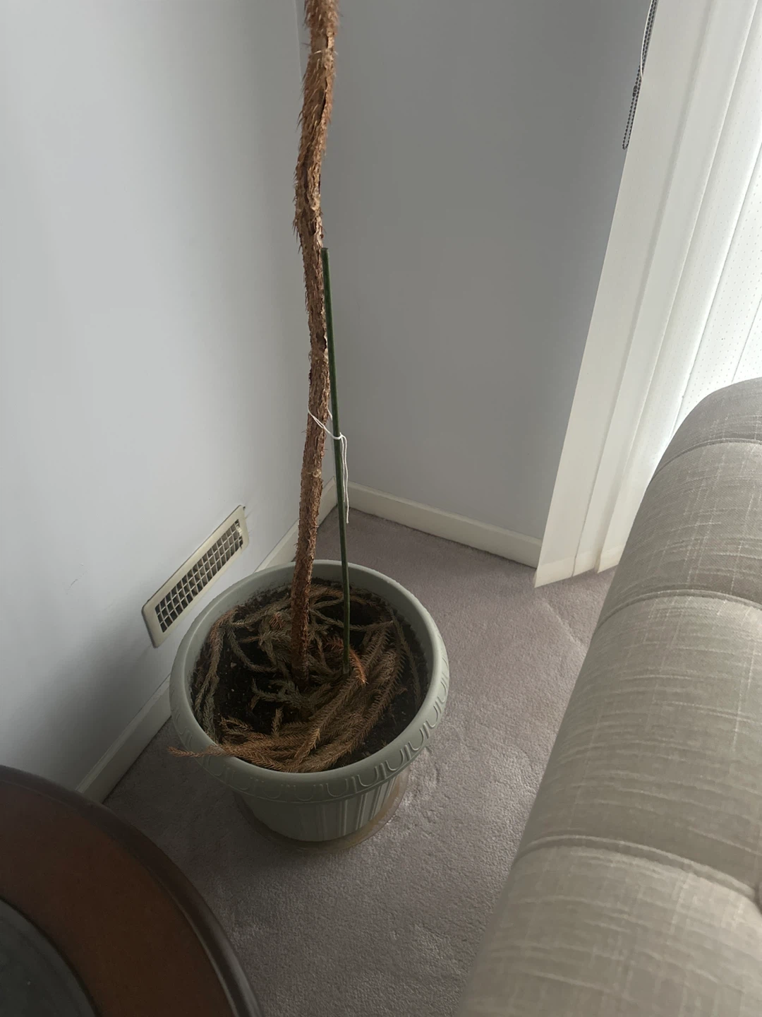 Norfolk Island Pine Plant - photo 2