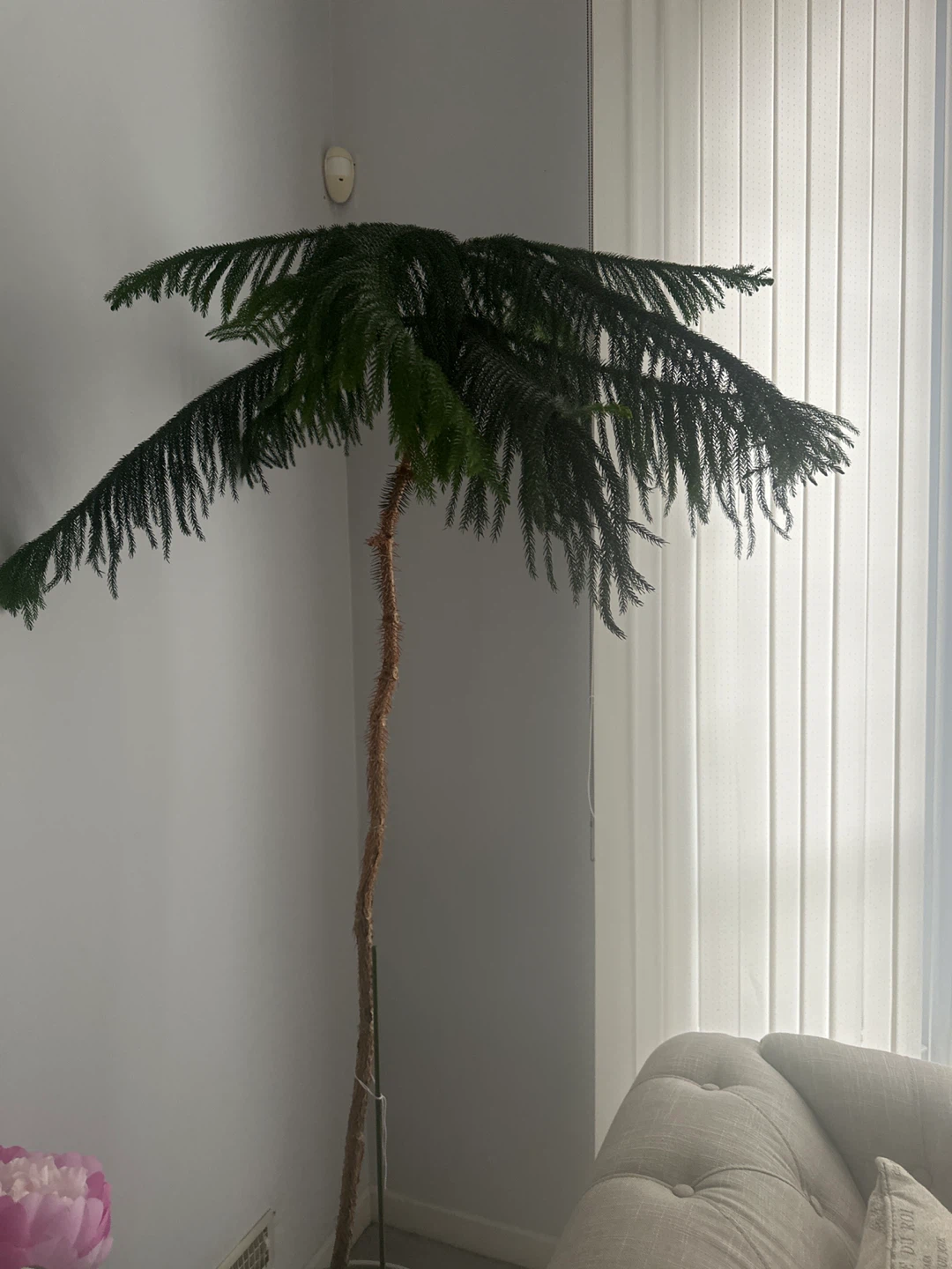 Norfolk Island Pine Plant