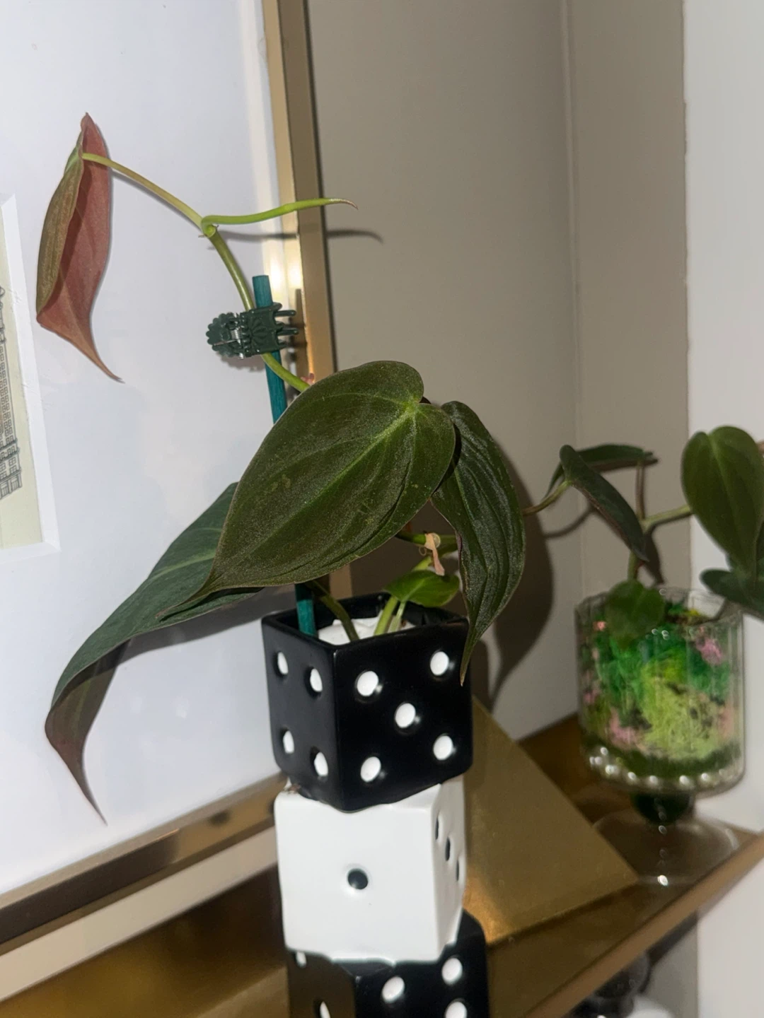philodendron micans plant in dice vase - photo 3