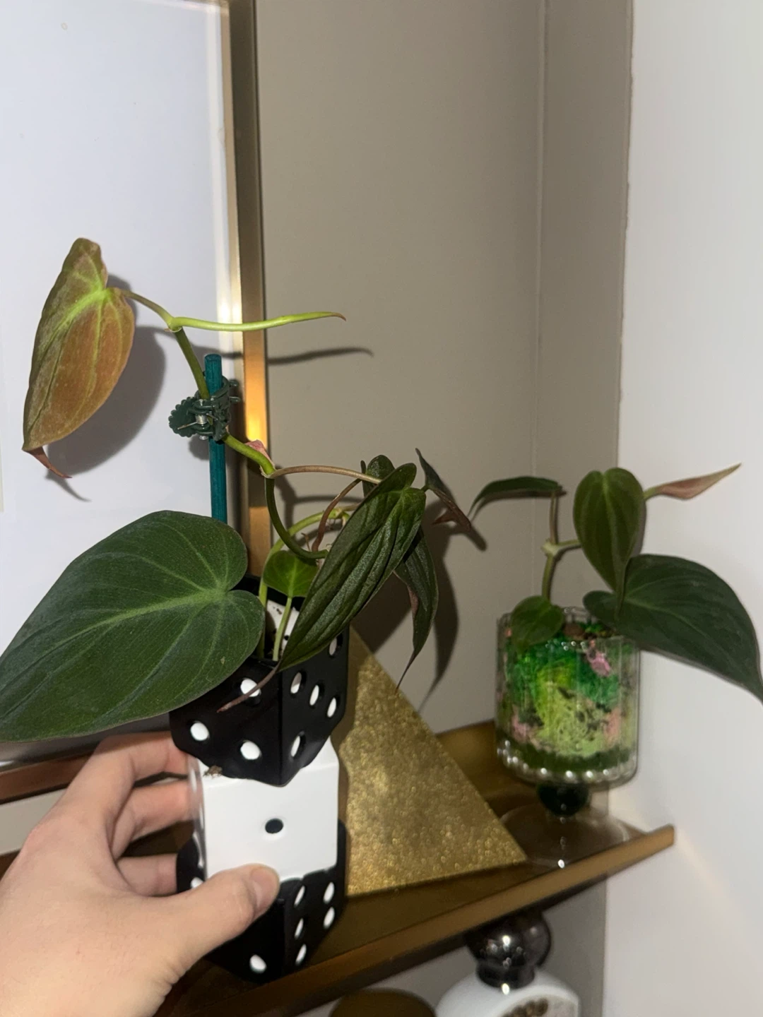philodendron micans plant in dice vase - photo 4