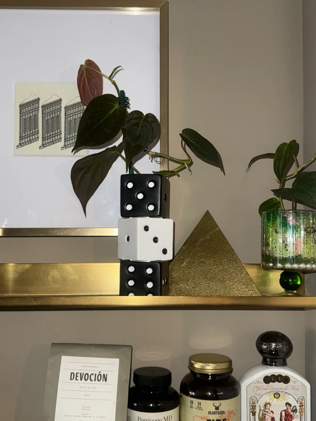 philodendron micans plant in dice vase - photo 2