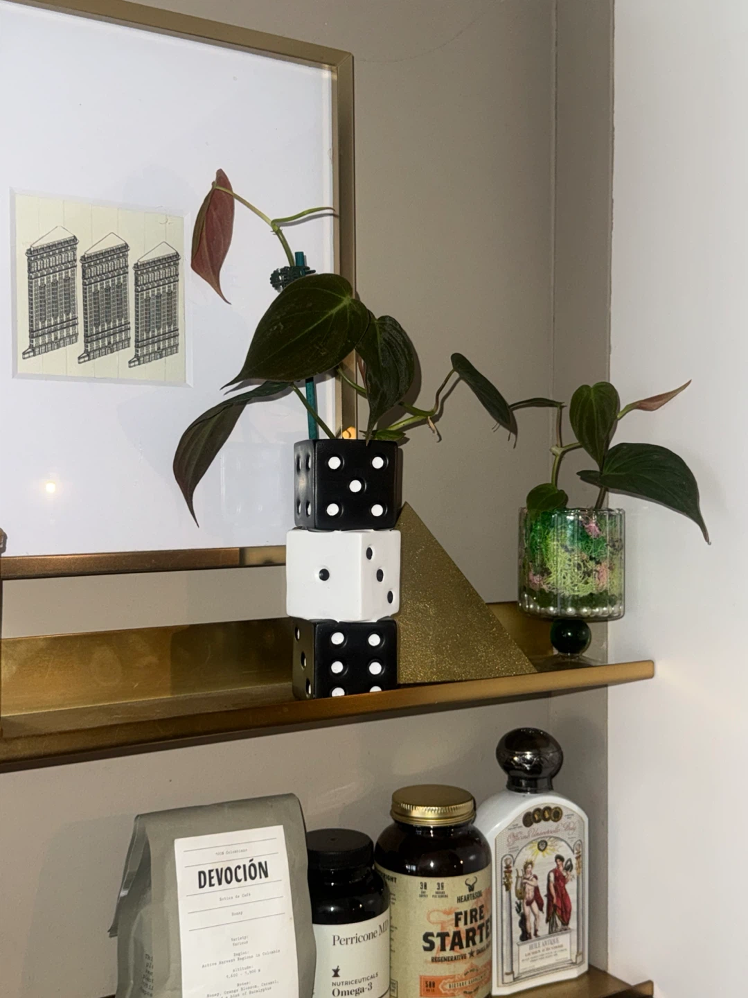 philodendron micans plant in dice vase