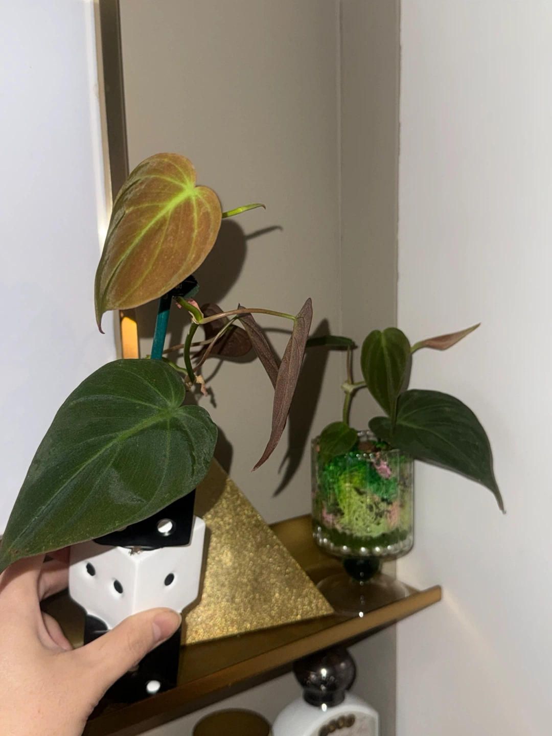 philodendron micans plant in dice vase - photo 5