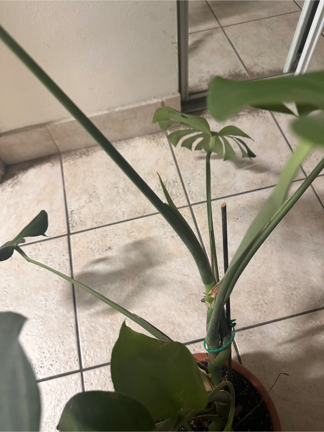 Monstera deliciosa plant - photo 3