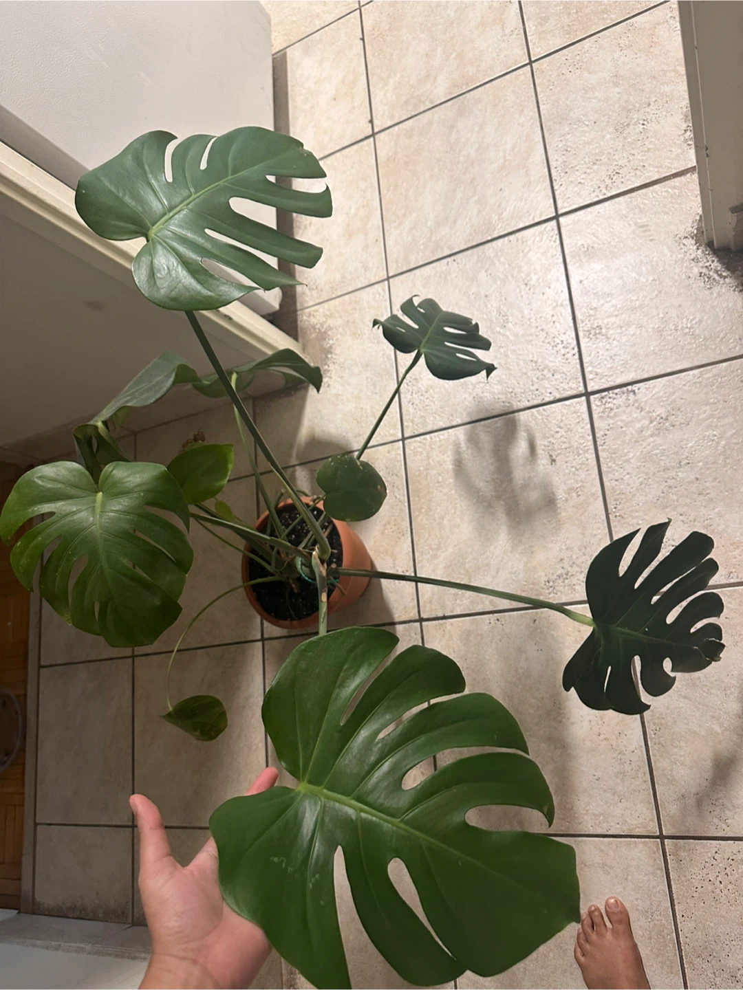 Monstera deliciosa plant - photo 2
