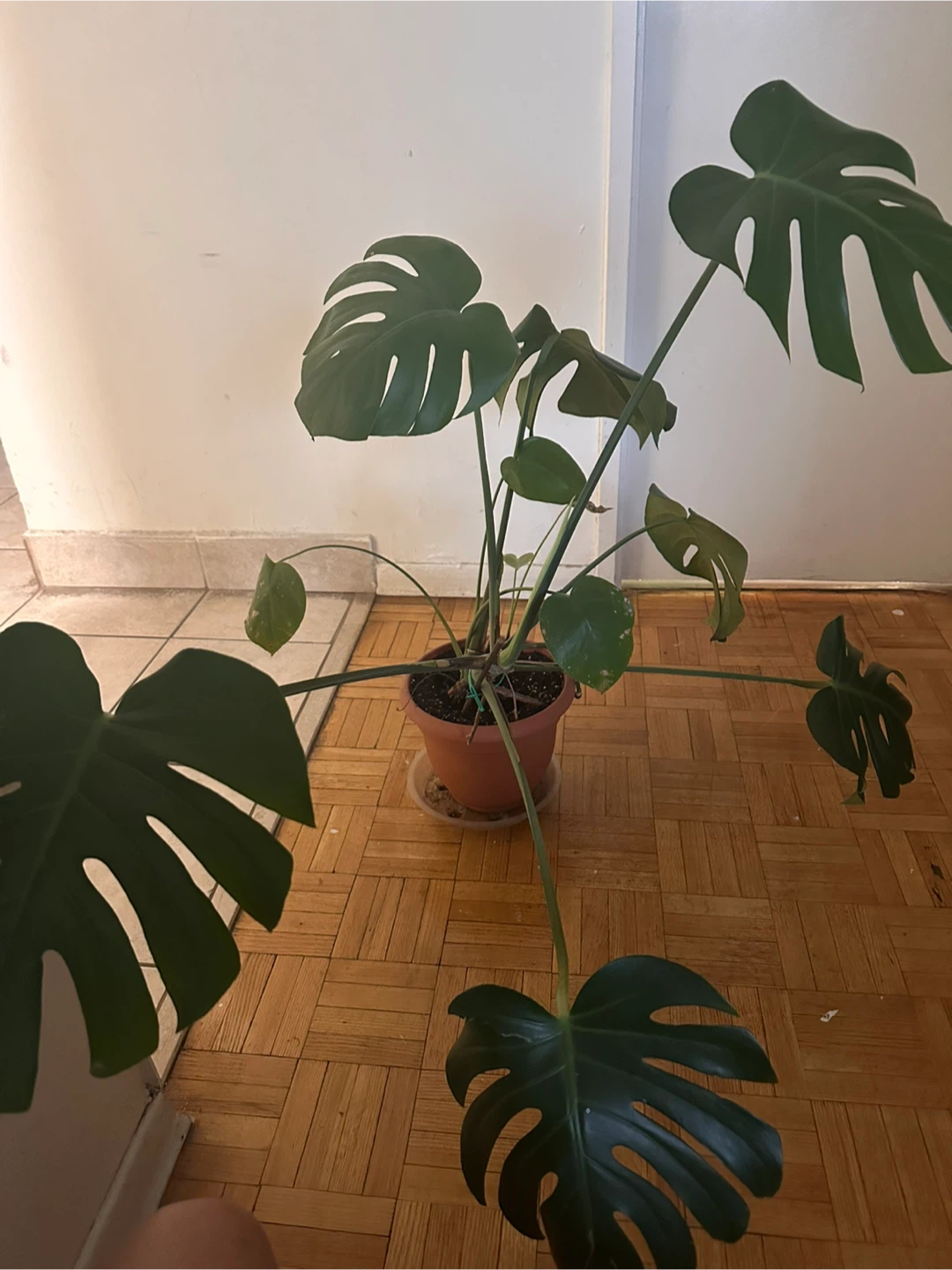 Monstera deliciosa plant