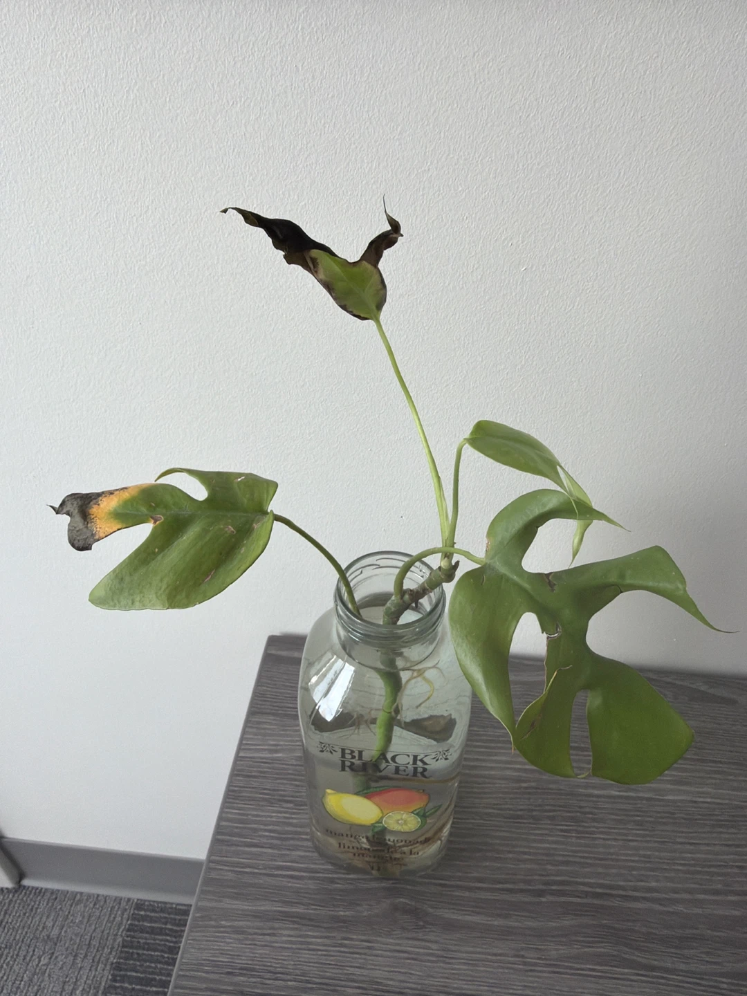 Mini Monstera Cuttings Available