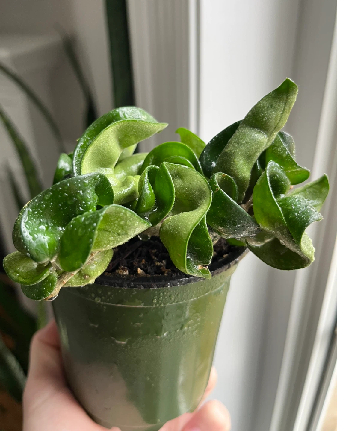 🆕Hoya Carnosa Compacta - Hindu Rope Plant
