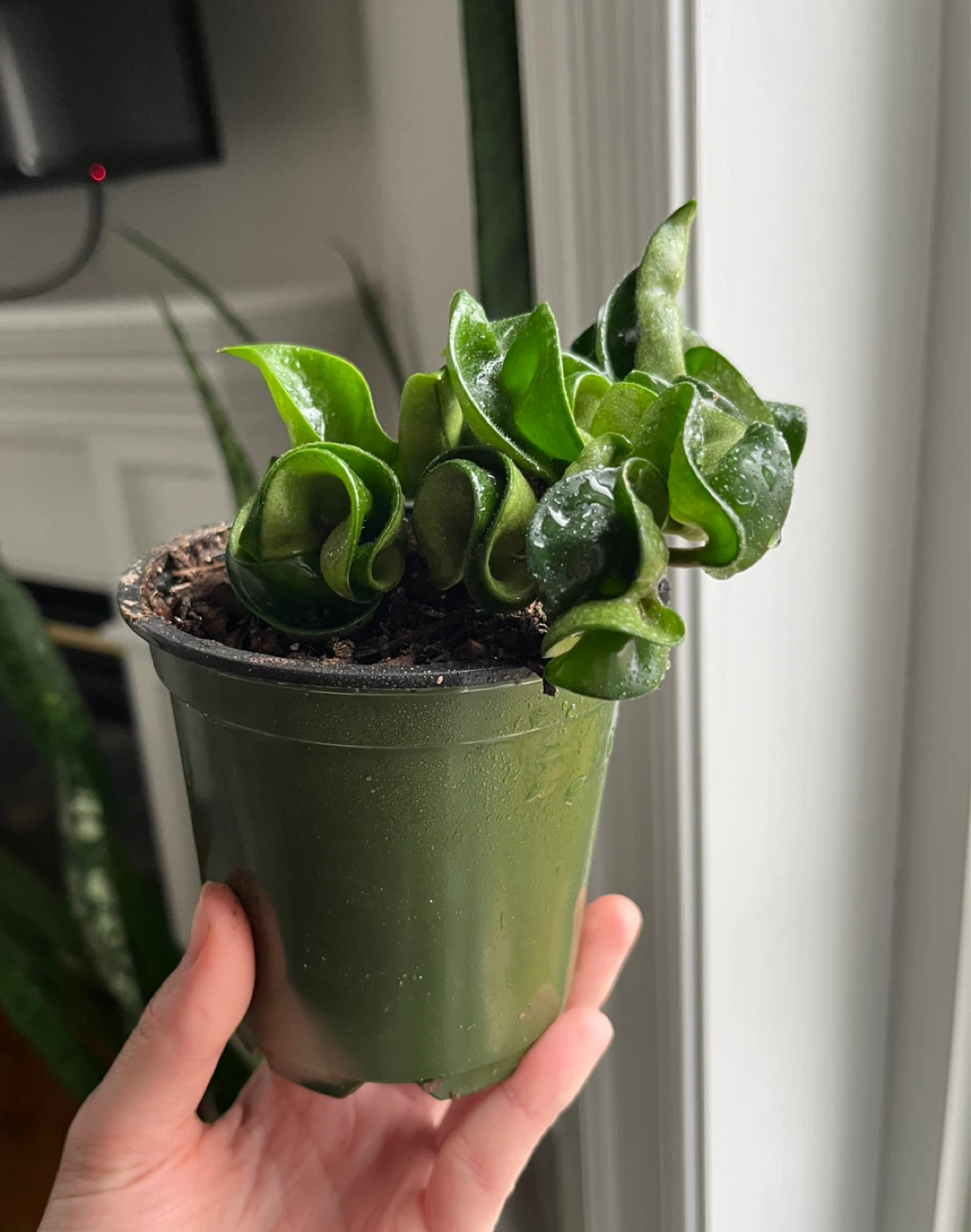 🆕Hoya Carnosa Compacta - Hindu Rope Plant - photo 2