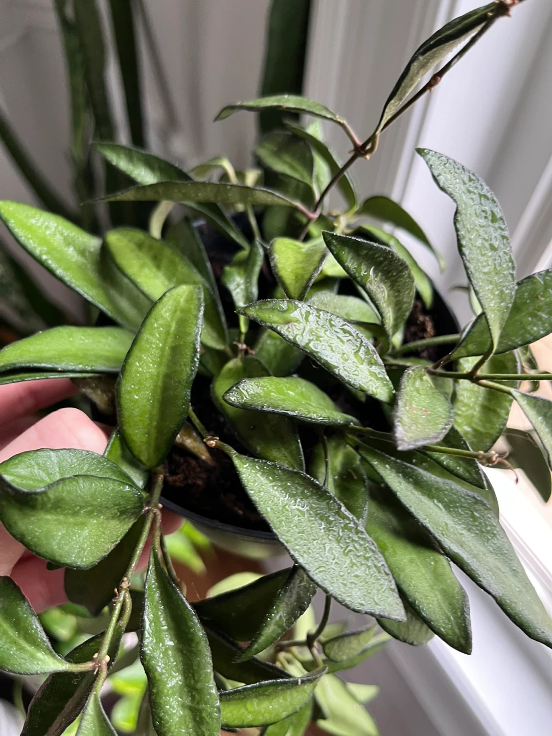 🆕Hoya Rosita Plant - photo 2