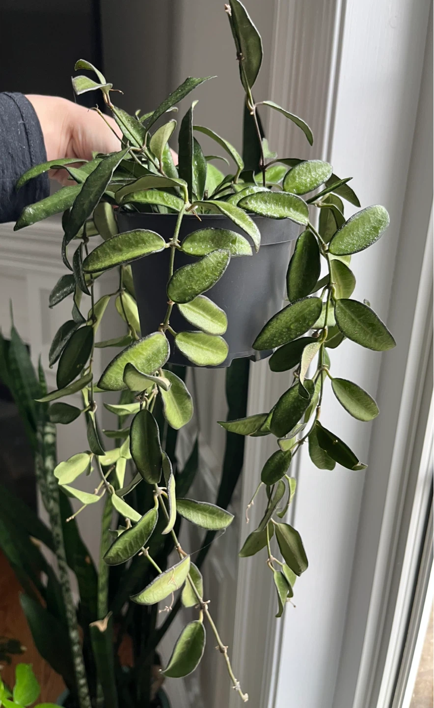 🆕Hoya Rosita Plant - photo 3