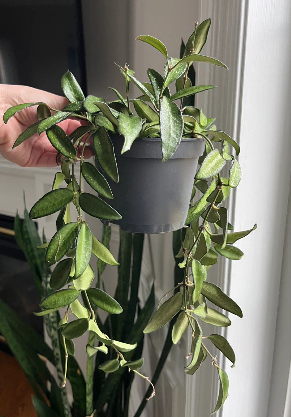 🆕Hoya Rosita Plant