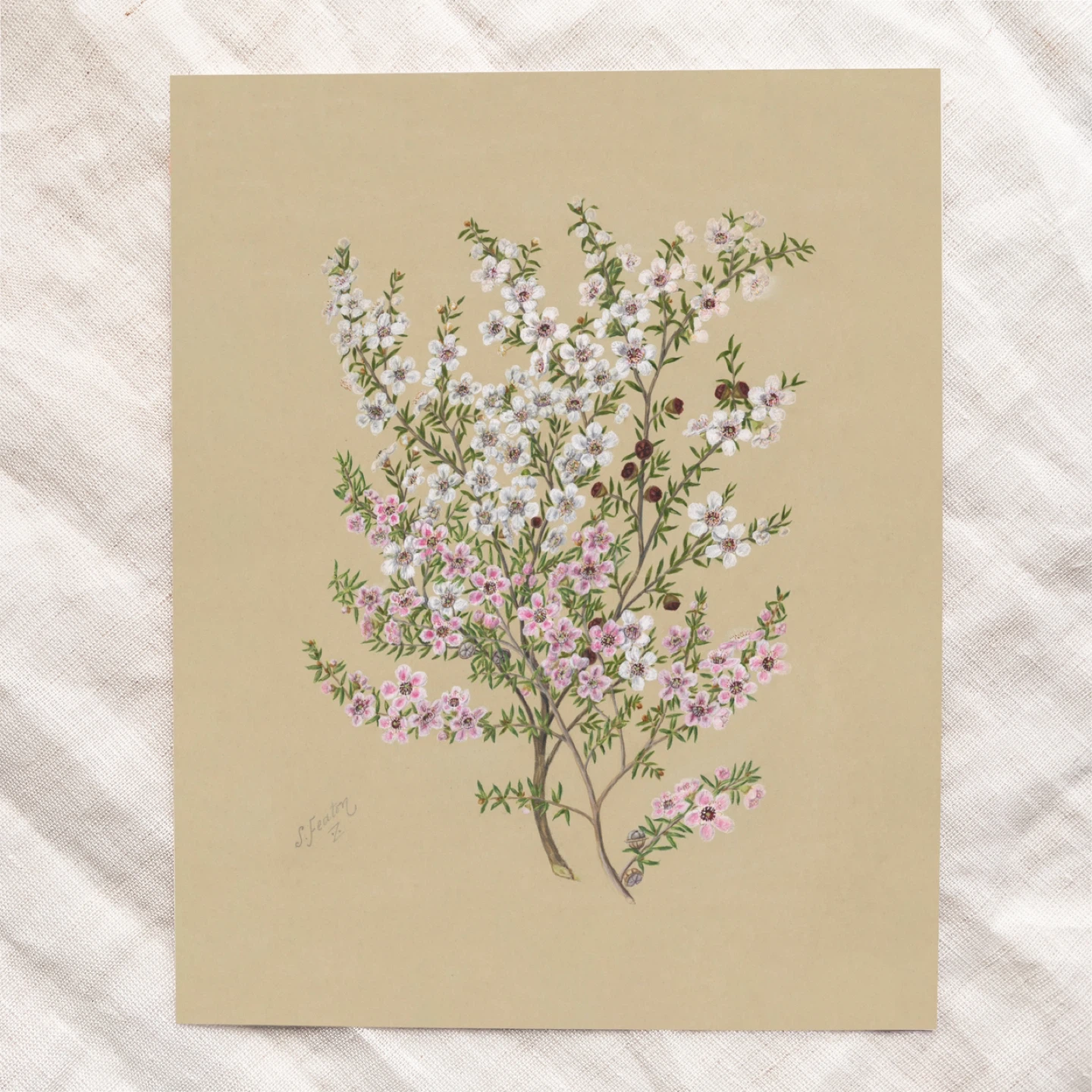 Manuka Flower Vintage Art Print - photo 5