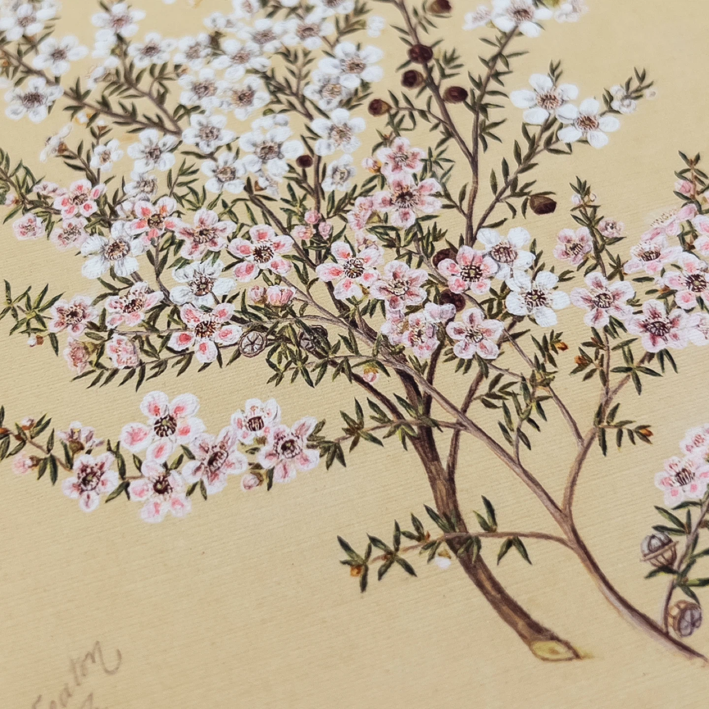 Manuka Flower Vintage Art Print - photo 3