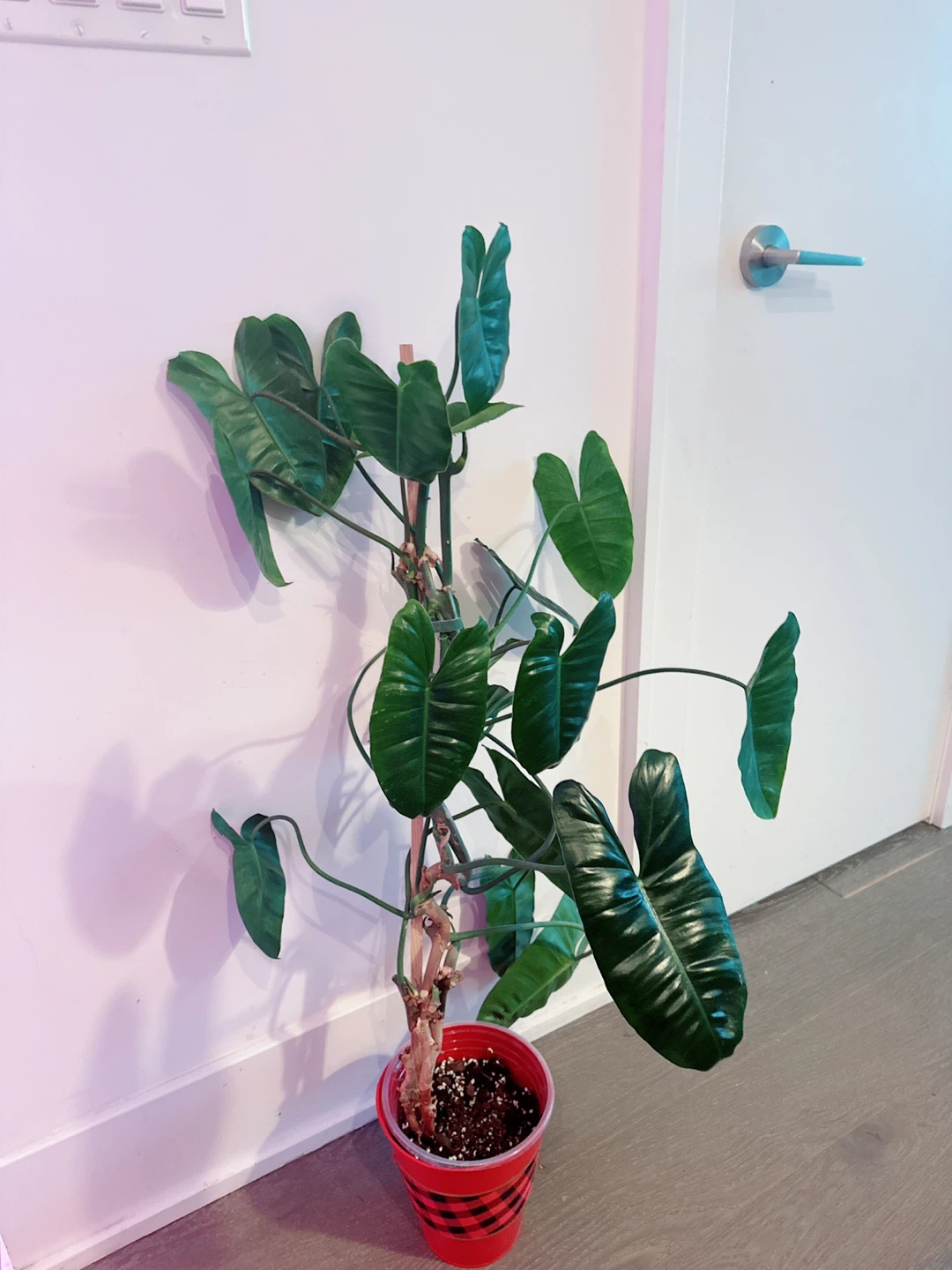 Philodendron "Burle Marx" Plant 3 Ft tall - photo 4